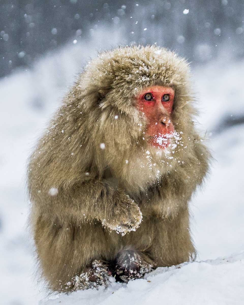 Japanischer Schneeaffe im Onsen