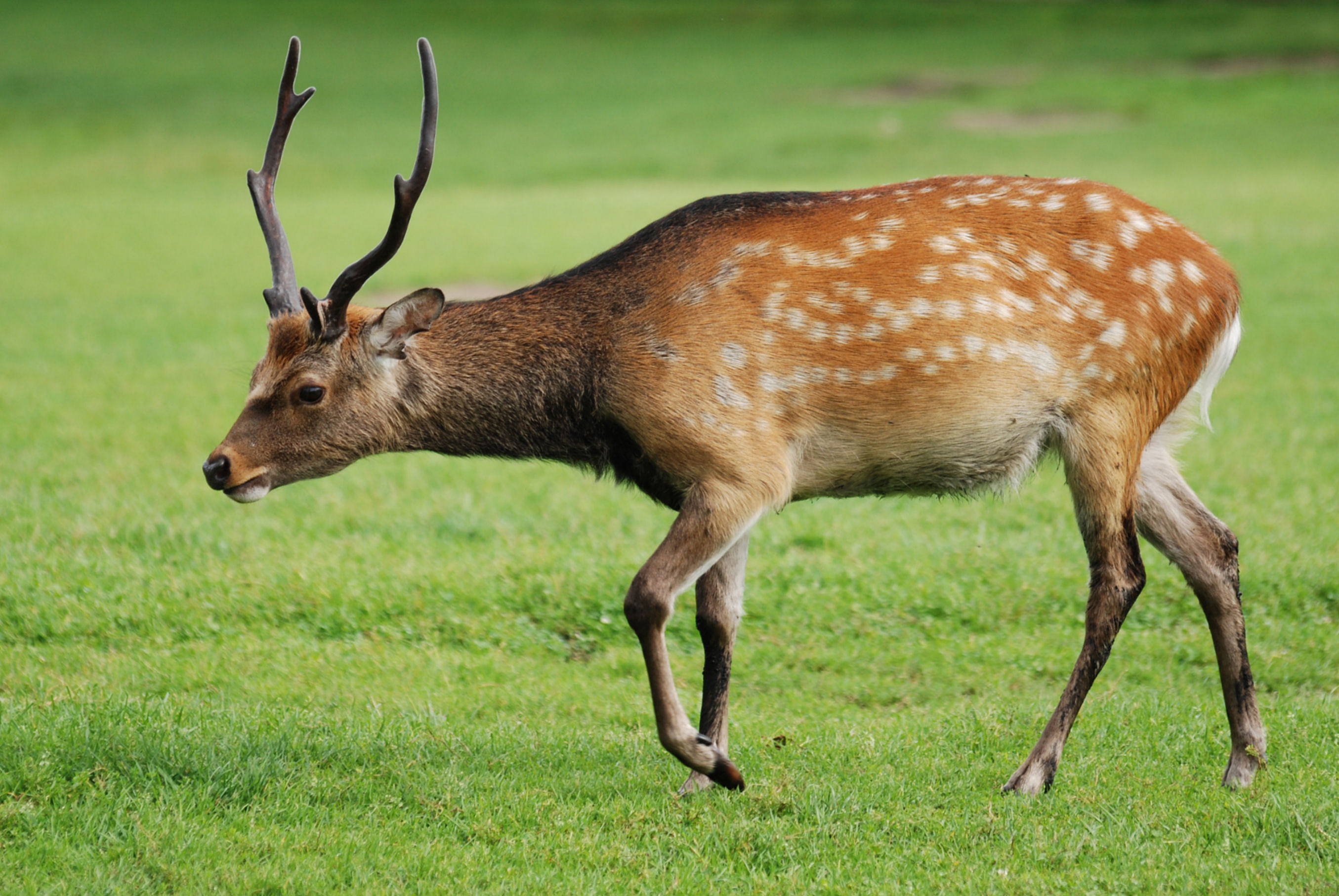 Sika-Hirsch in Japan