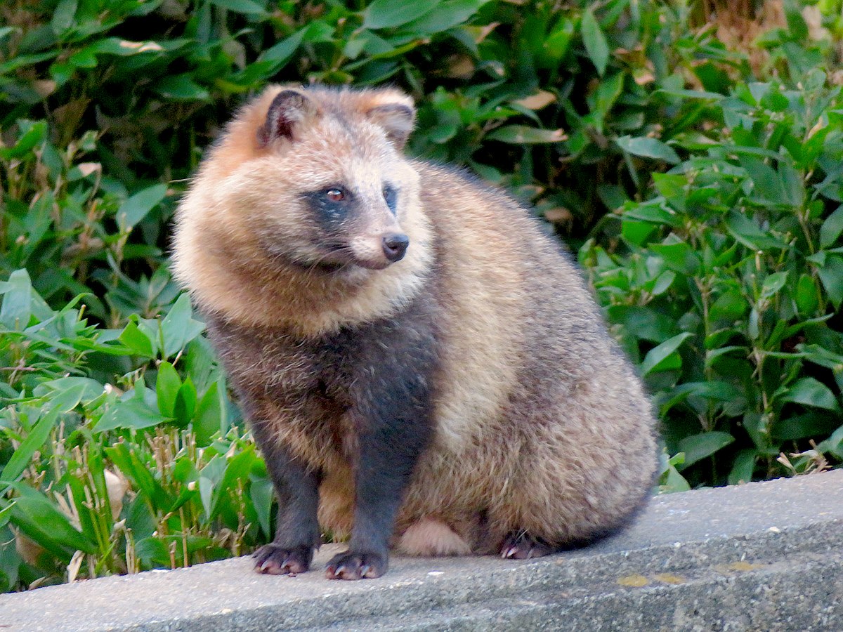 Japanischer Marderhund (Tanuki)