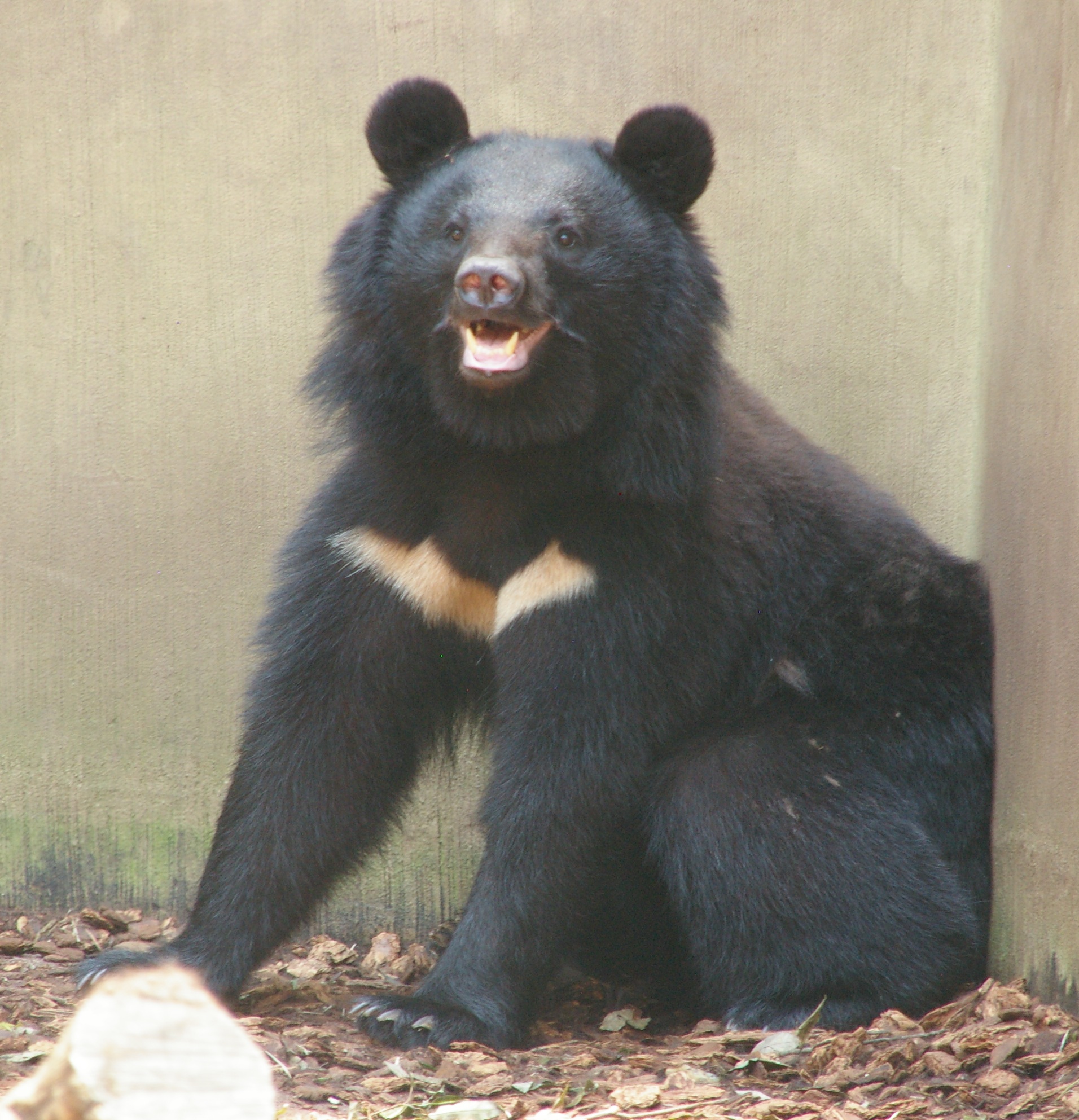 Asiatischer Schwarzbär (U. t. japonicus)