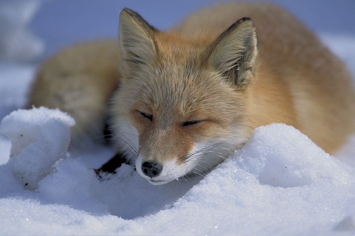 Rotfuchs im Schnee