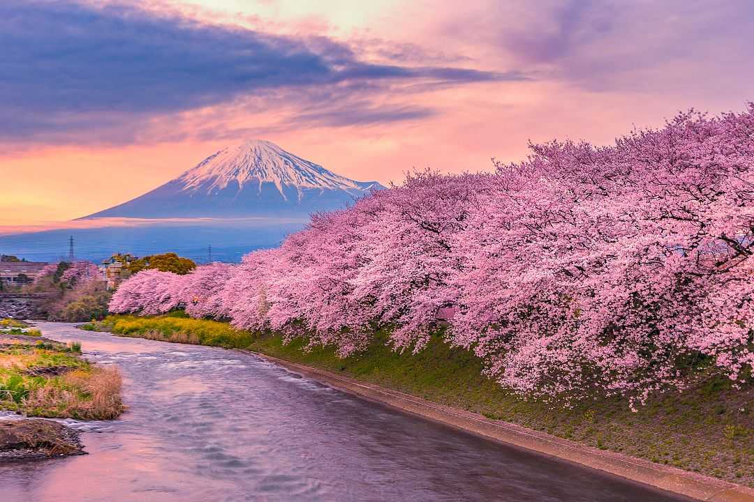 Berg Fuji mit Kirschblütenbaum