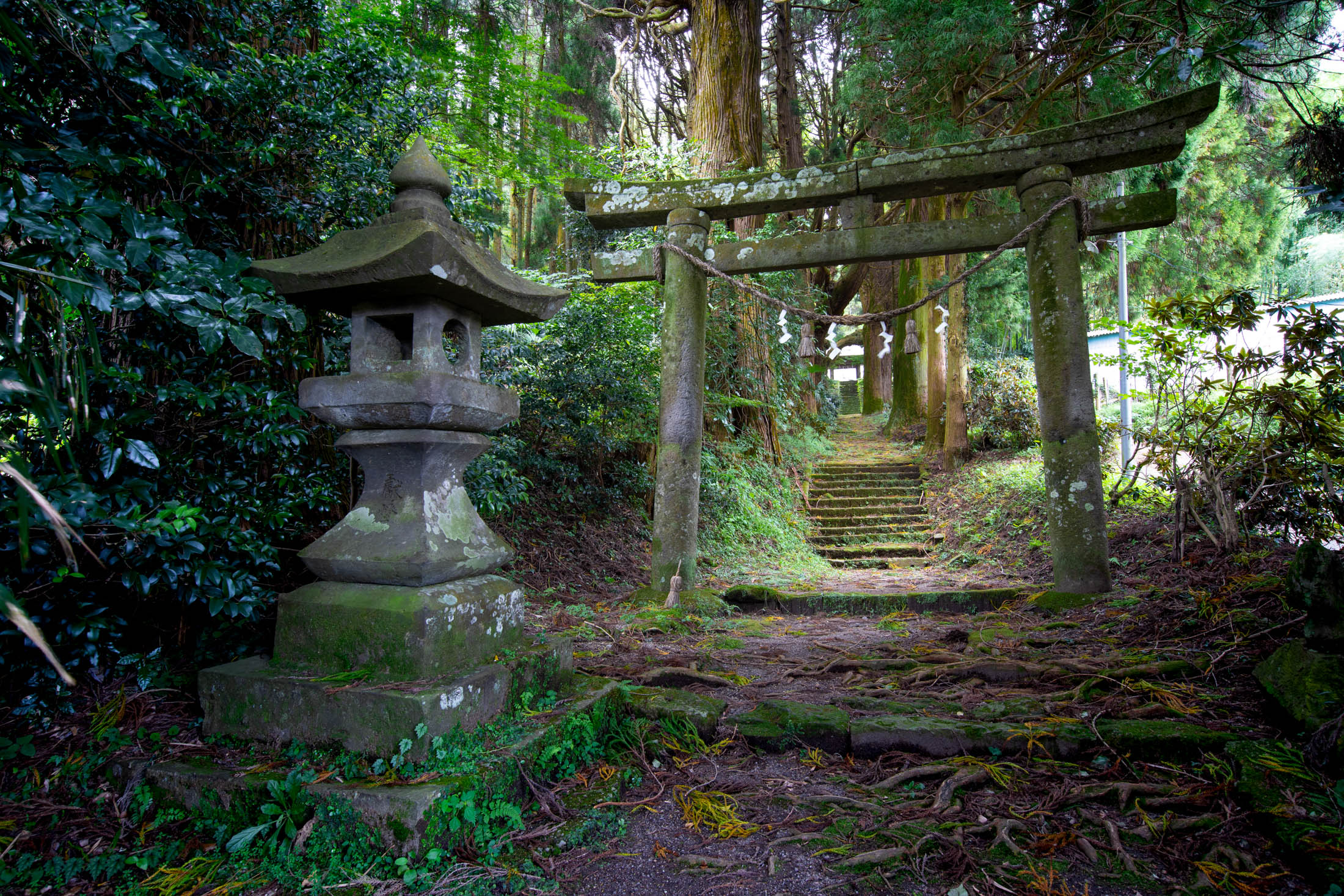Torii im japanischen Waldschrein